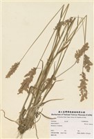 藏品(白毛茅)的圖片